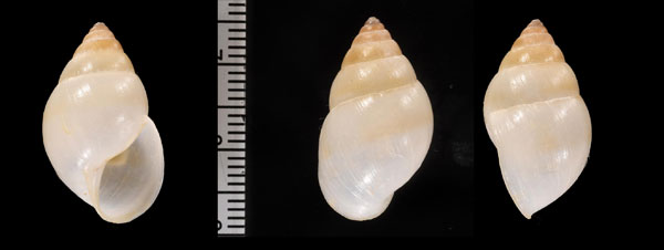 ドゥルトウガタマイマイ (仮称) Rhinus durus small