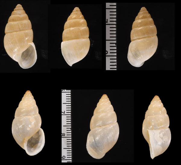 カルッチョトウガタマイマイ (仮称) Naesiotus carlucioi small