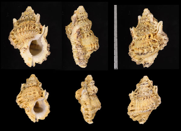 シシガシラ(オキニシ) 獅子頭 Bursa tuberosissima leo small