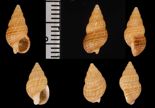 クロフォーディムシロ (仮称) Nassarius kochianus crawfordi var. small