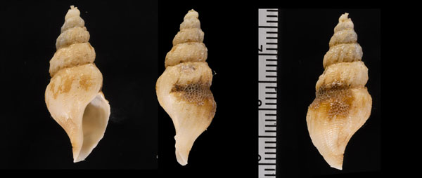 ミドリモミジボラ Crassispira takeokensis small