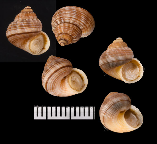 シマイトスジオカタマキビ Cyclotopsis haemastoma small