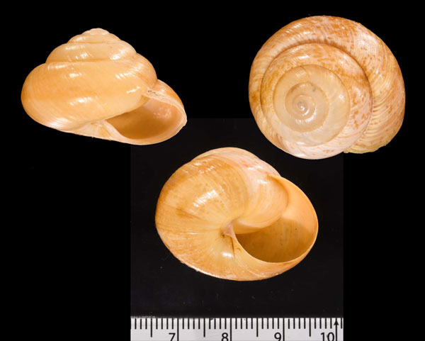 スジイリスチュアートメダママイマイ (仮称) Asperitas stuartiae yani aff. small