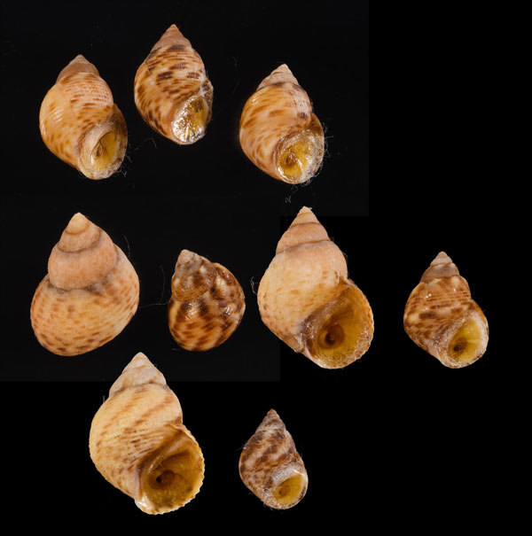 マルウズラタマキビ Littoraria articulata small