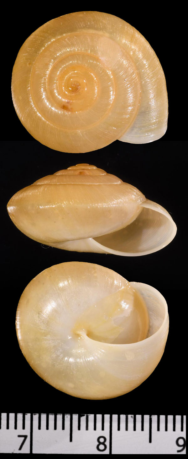 クロッセタチバナマイマイ (仮称) Cryptozona crossei small