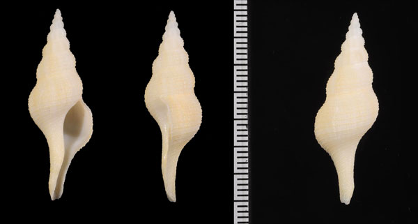 ワタゾコナガニシ Simplicifusus hyphalus small