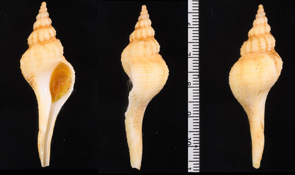 カゴメナガニシ Fusinus gemmuliferus small