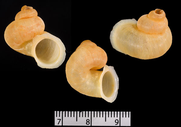 ウスハデクチヒレ (仮称) Chondropometes eximium small
