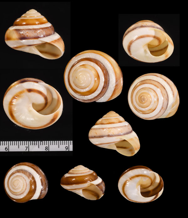 コウジニジカケマイマイ (仮称) Asperitas colorata inexpectata small