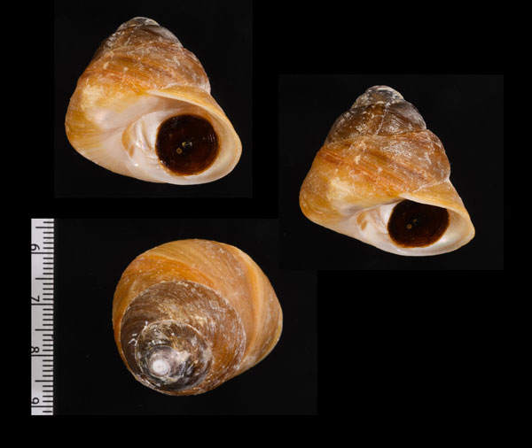 カッショククボガイ (仮称) Tegula brunnea small