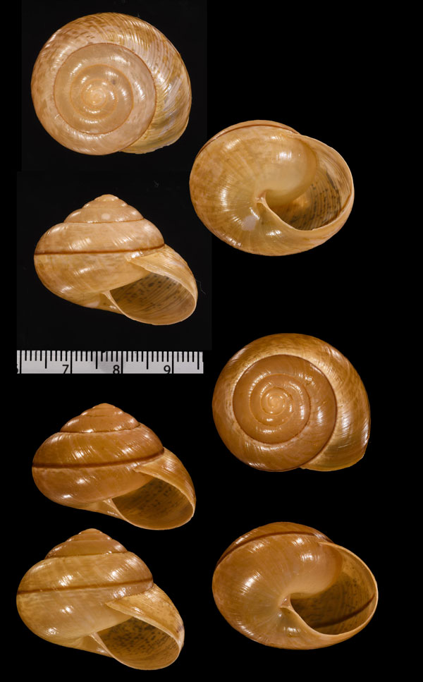 バギアメダママイマイ (仮称) Asperitas cidaris baaguiae small