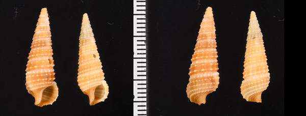 ヒメカニモリ Rhinoclavis sordidula small
