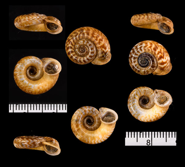 ミンダイクチヒレアツブタ Cyclophorus mindaiensis small