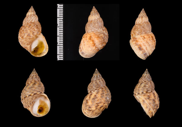 キイロウズラタマキビ Littoraria luteola small