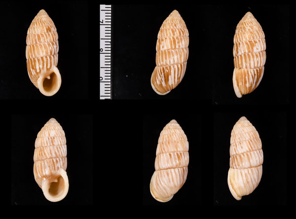 ナガカシノミオオタワラ (仮称) Cerion liliorum small