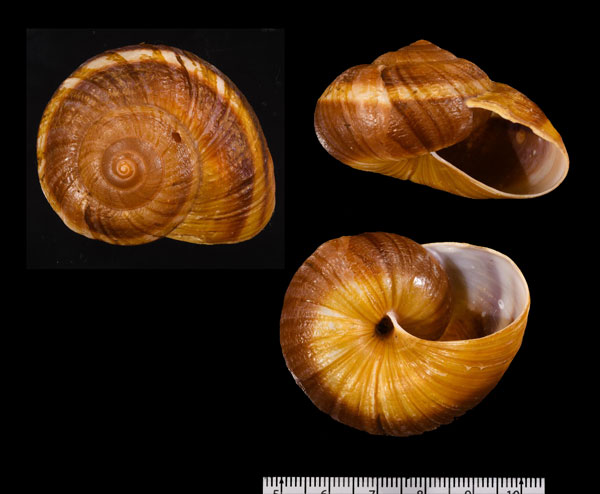 ウネリアレハダネプチューンマイマイ (仮称) Hemiplecta obliqueundulata small