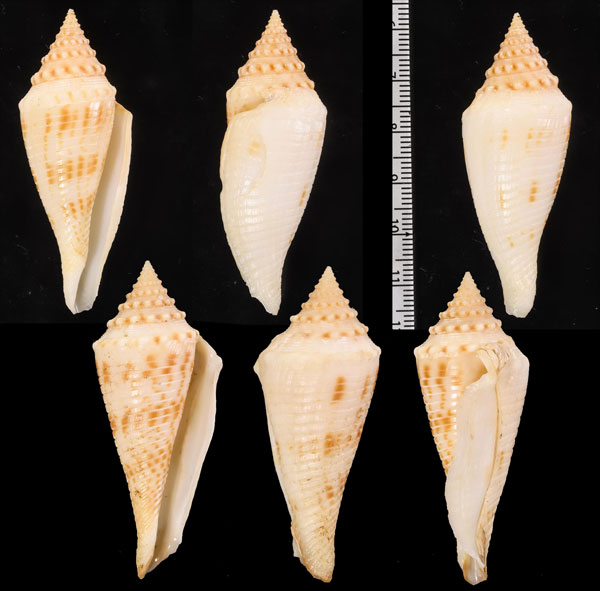 ナンアオルビニイモ Conasprella elokismenos small