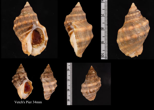 アフリカレイシ Mancinella capensis small