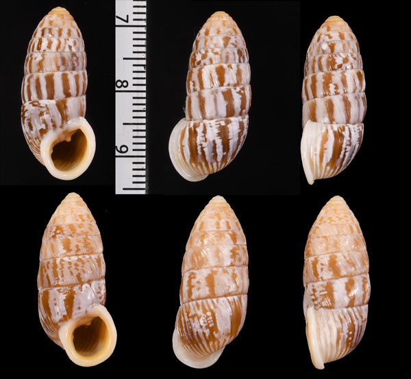 ブルンネオオタワラ (仮称) Cerion brunneum small