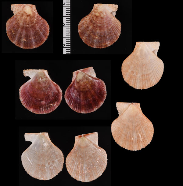 ケープナデシコ (仮称) Talochlamys humilis small