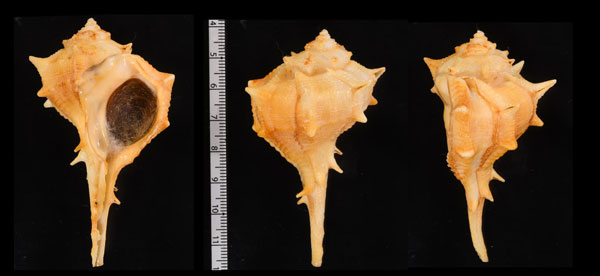 サイヅチシリアツブリボラ (仮称) Bolinus brandaris var. rudis small