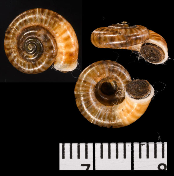 マカパインクチキレヤマタニシ (仮称) Rhiostoma macalpinewoodsi small