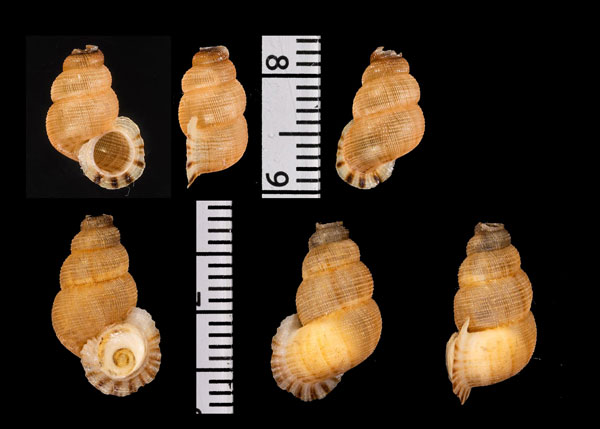 クエスターオカカニモリ (仮称) Halotudora kuesteri small