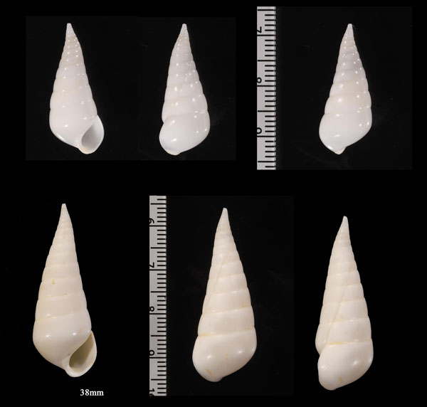 トノサマクリムシ Melanella grandis small