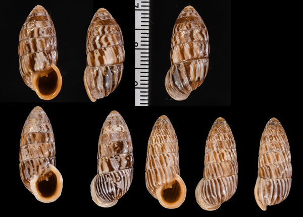 アカグチブルンネオオタワラ (仮称) Cerion sp. small
