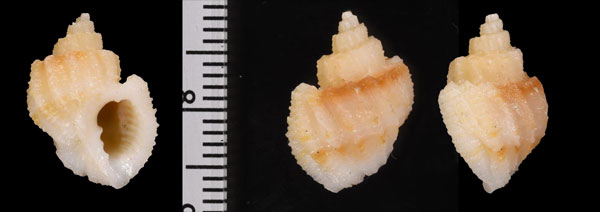 アツデオリイレボラ Scalptia crossei small