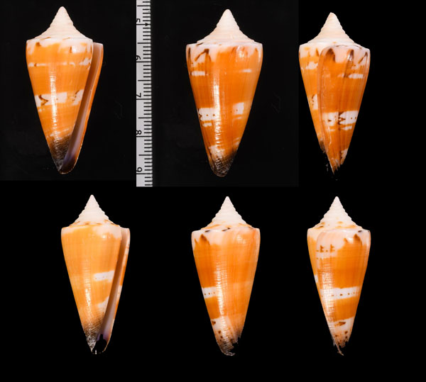 クラビアカシマミナシ (仮称) Conus generalis var. krabiensis small