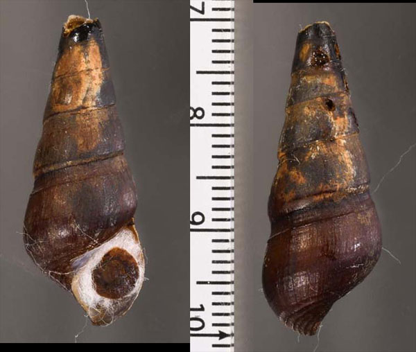 パジェリカワニナ (仮称) Sulcospira pageli small