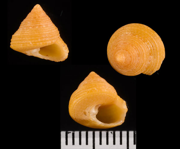 トウカエビス? Calliostoma nakamigawai small