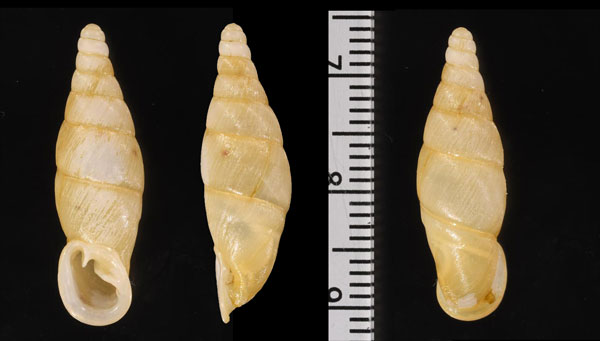 バベンスギセル (仮称) Synprosphyma babeensis small