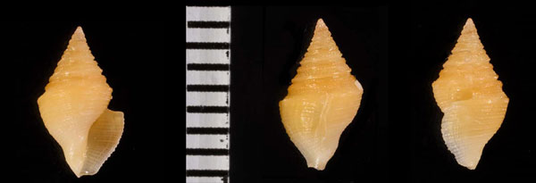 ヘンリョウシャジク (仮称) Microdrillia rhomboidales small