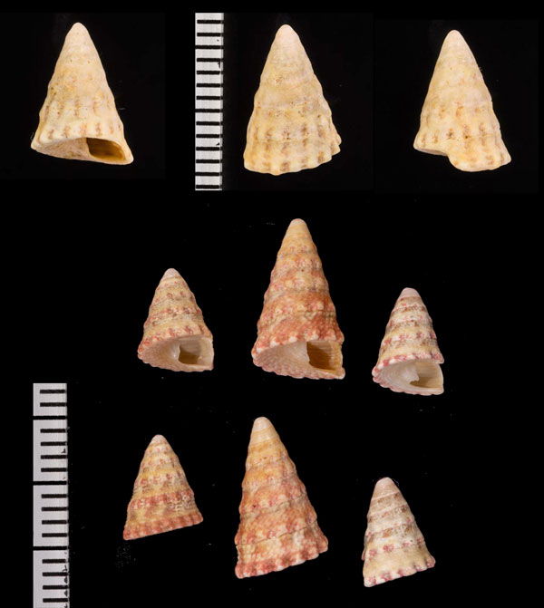 ヒメタカジリ 姫高尻 Trochus cumingii small
