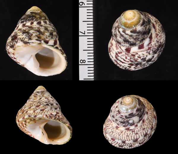 サラサクロヅケ Phorcus articulatus small