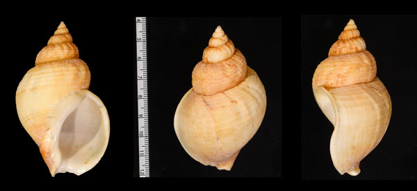 ヨーロッパエゾバイ Buccinum undatum small