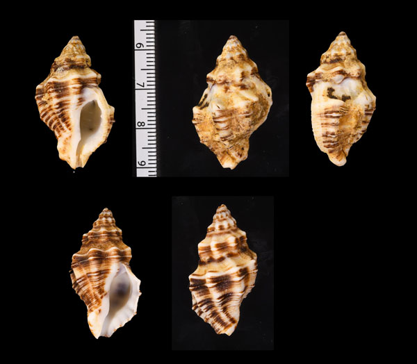 ナナカドヒメヨウラク (仮称) Ergalatax heptagonalis small