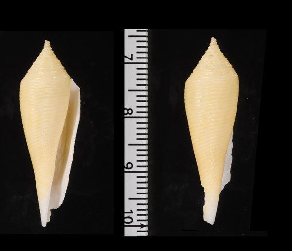 ウツツイモ 現芋 Conasprella viminea small
