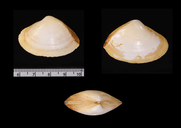 ガラスアリソガイ Scissodesma nitida small