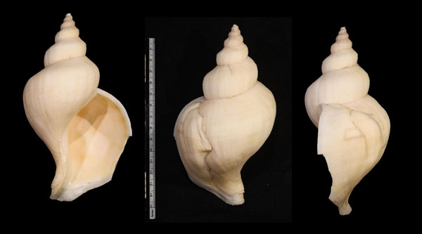 ムカシエゾボラ Neptunea antiqua small