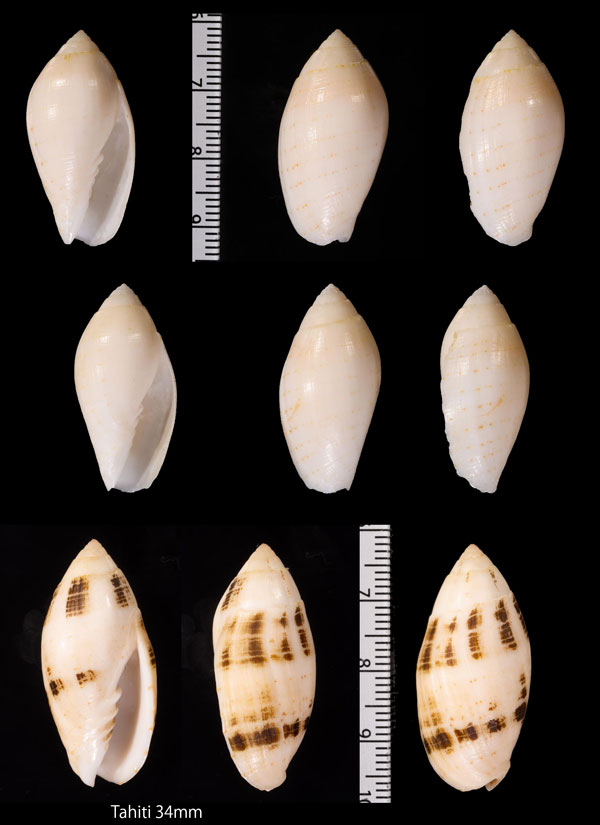 ツムガタイモフデ Pterygia nucea small