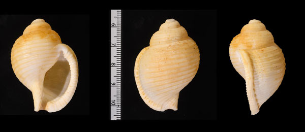 ウスミヤシロ Eudolium crosseanum small