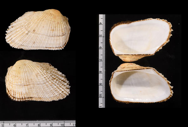 アフリカエガイ (仮称) Barbatia revelata small