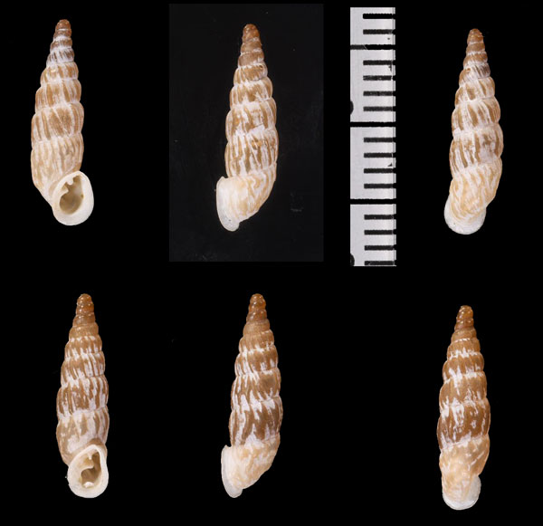 ビールズギセルの一種 (仮称) Alopia bielzi clathrata small