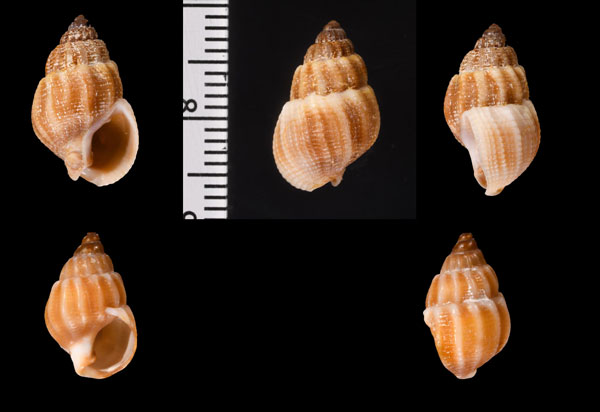 ニベウスムシロ (仮称) Nassarius niveus small