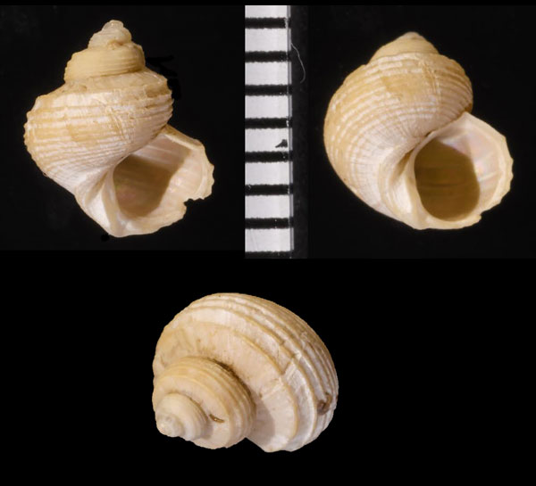 ボズウェルザンショウ (仮称) Cantrainea boswellae small