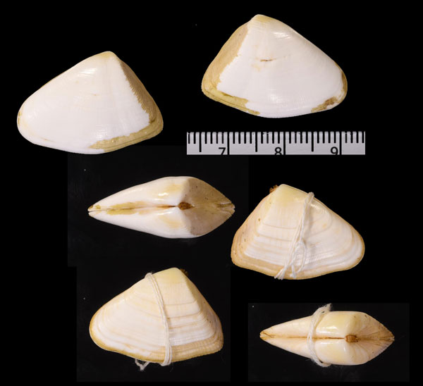 ヨゴレナミノコ Donax sordidus small