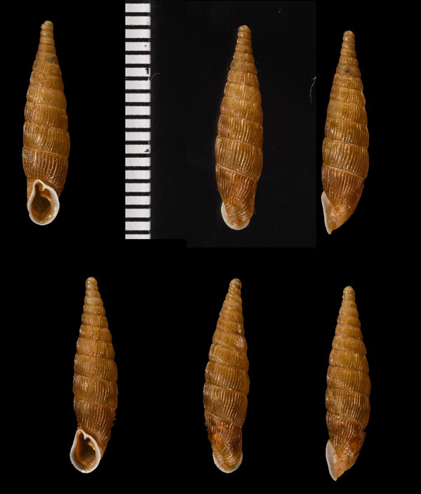 カナギセル (仮称) Bulgarica cana small